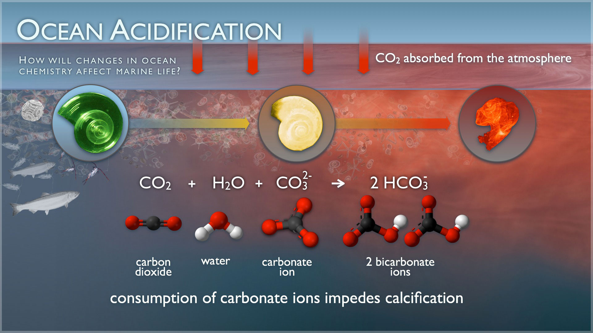 Source: NOAA - http://www.pmel.noaa.gov/co2/story/Ocean+Acidification
